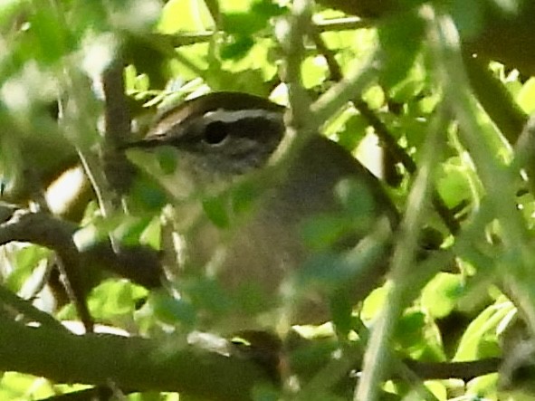 Bewick's Wren - ML624063766