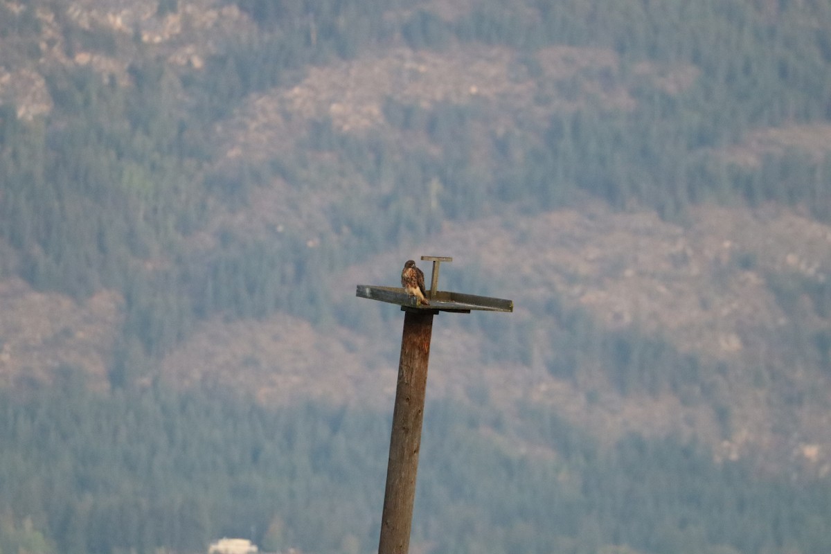 Red-tailed Hawk - ML624063774