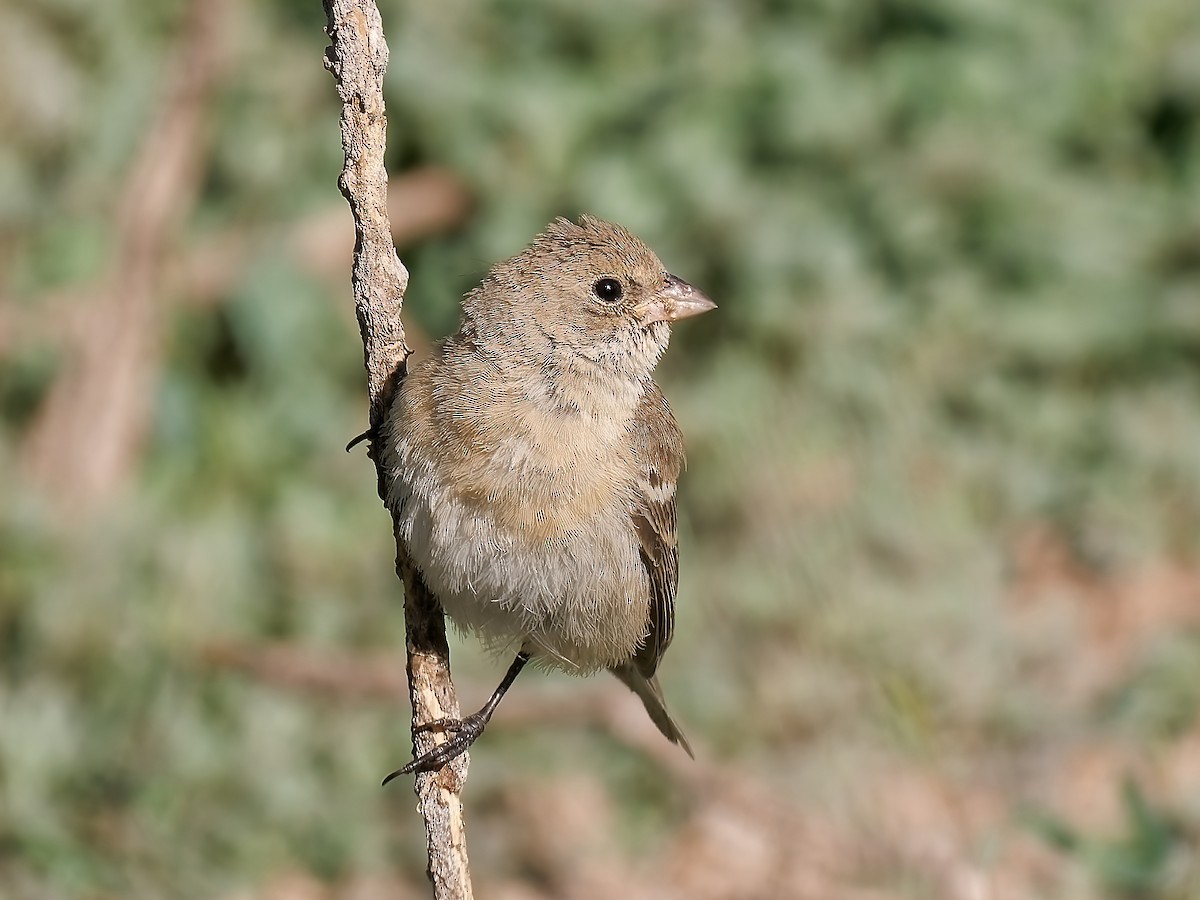 Lazuli Bunting - ML624063778