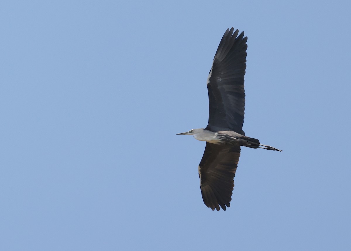 Pacific Heron - ML624063781