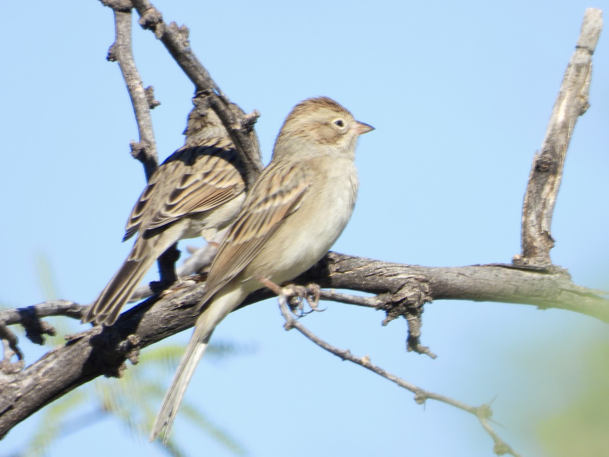 Brewer's Sparrow - ML624063790