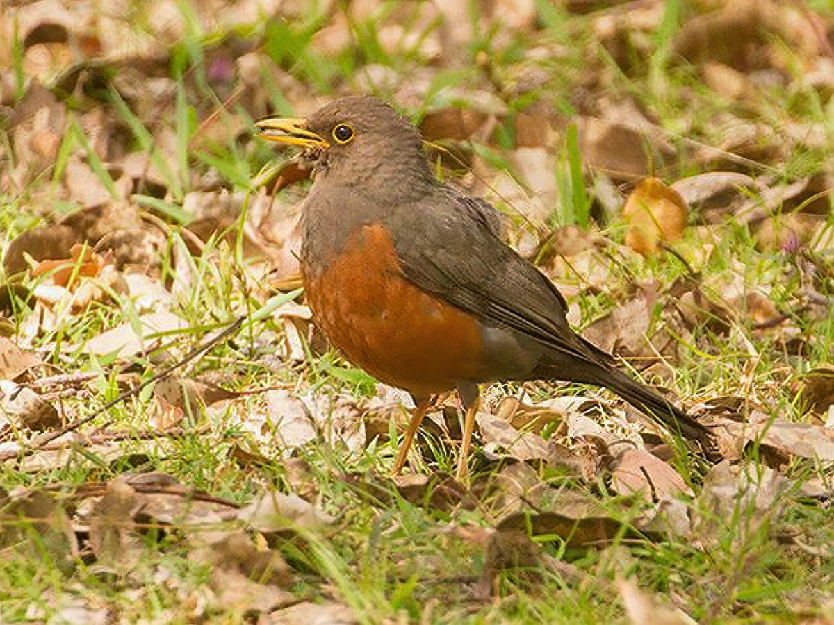 Wallacean Island-Thrush