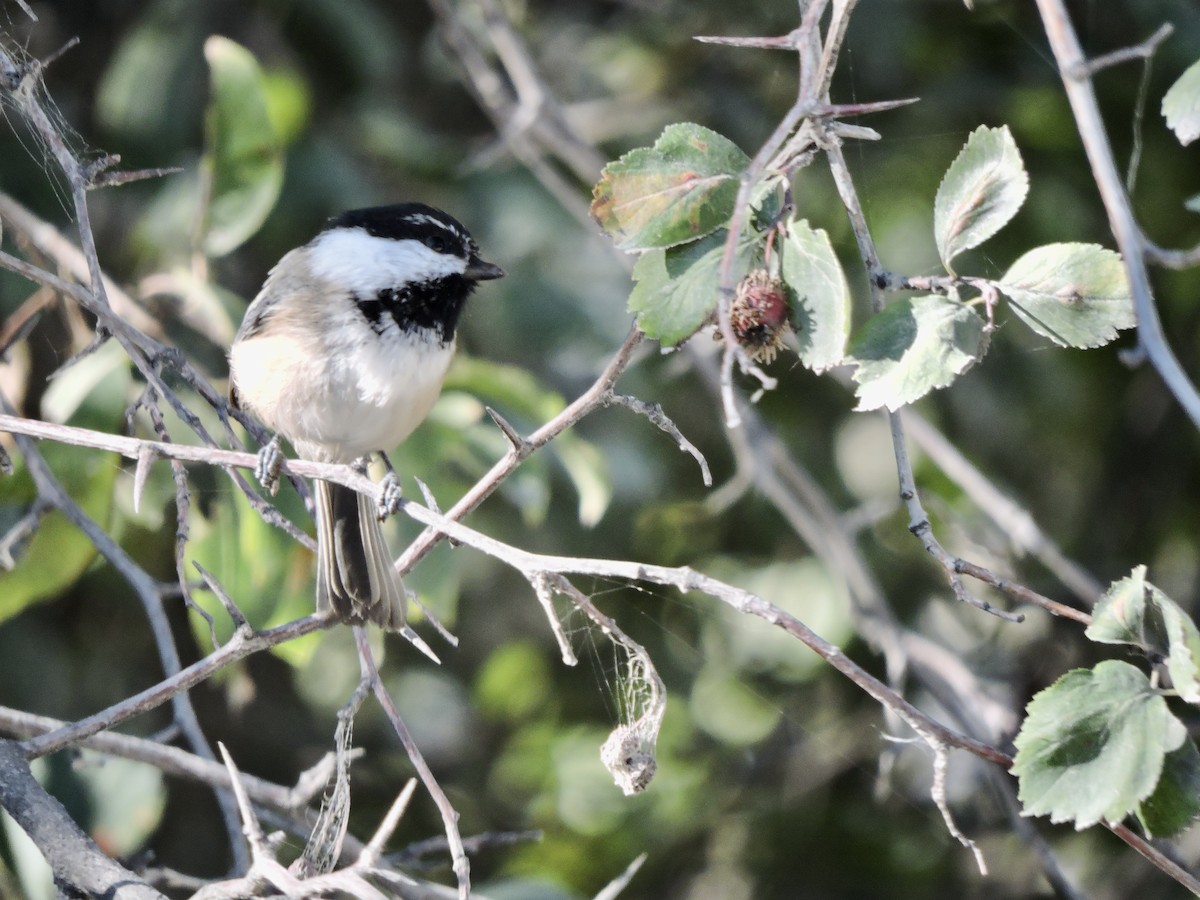 Black-capped x Mountain Chickadee (hybrid) - ML624063795