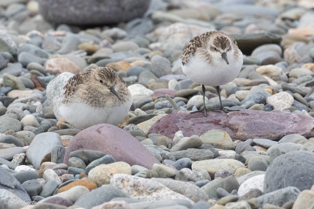 gulbrystsnipe - ML624063803