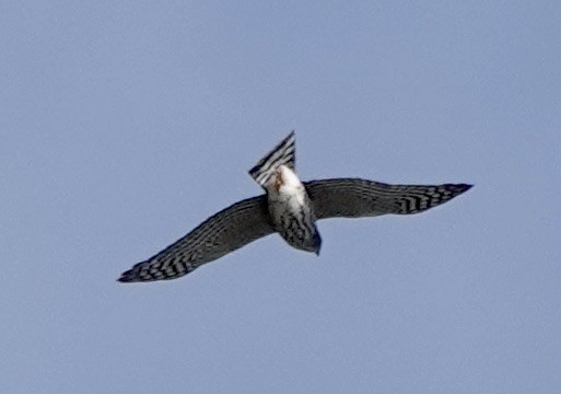 Sharp-shinned Hawk - Patricia Cullen