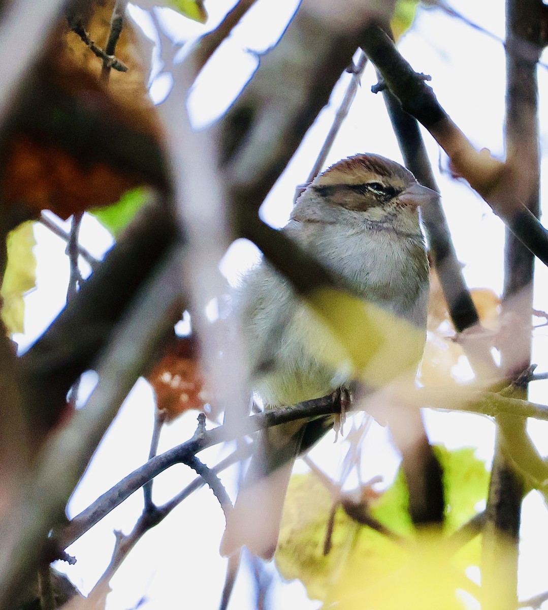 Chipping Sparrow - ML624063805