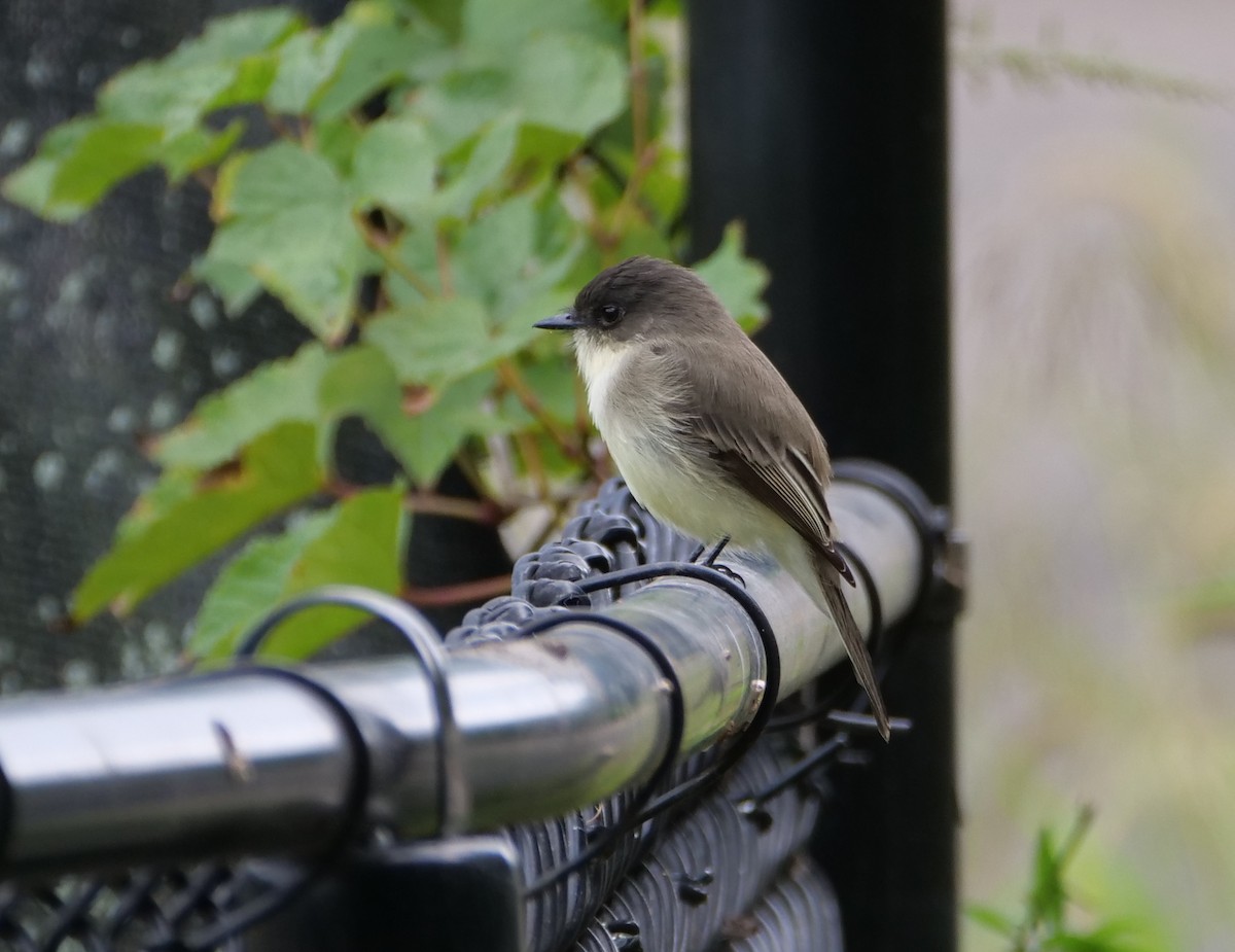 Eastern Phoebe - ML624063808