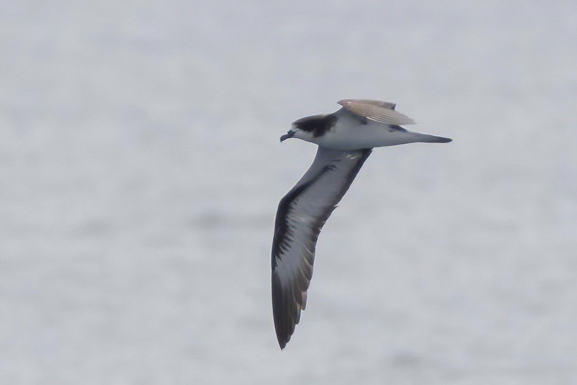 Galapagos Petrel - ML624063825