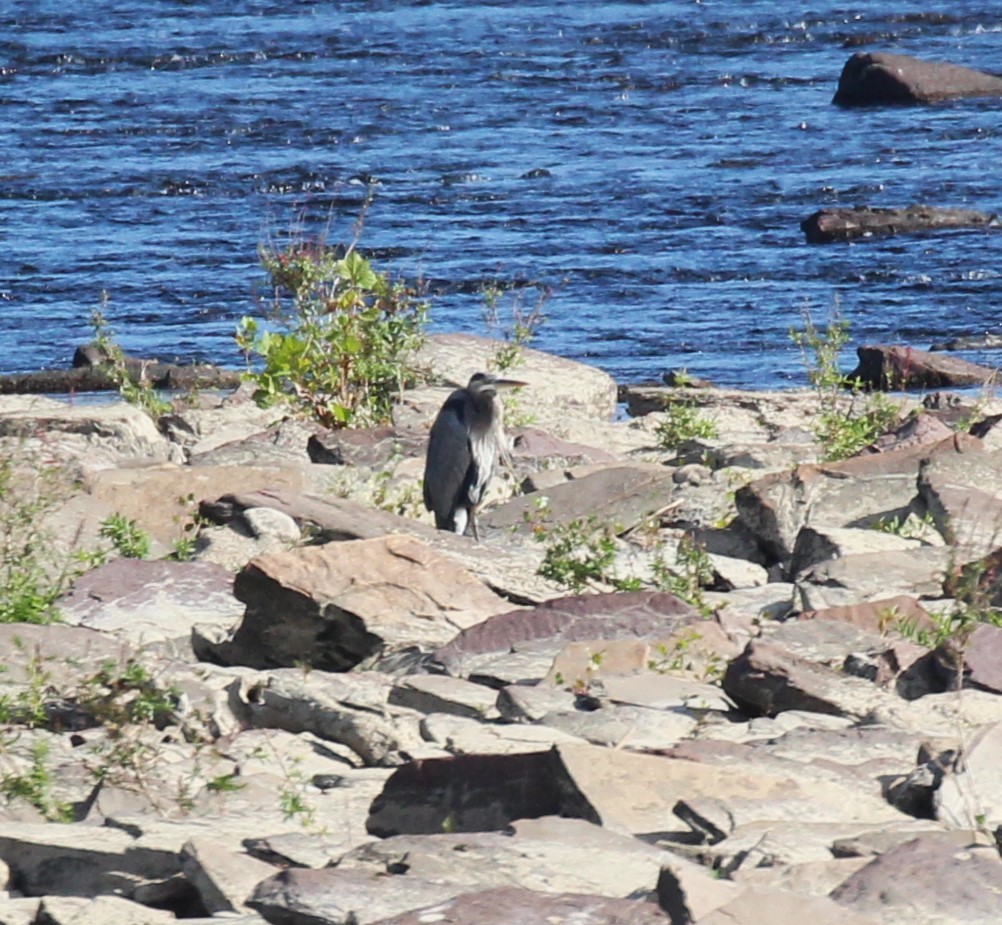 Great Blue Heron - ML624063826