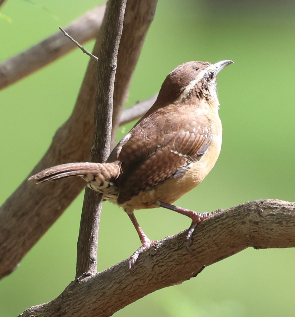 Carolina Wren - Kenneth  Thompson