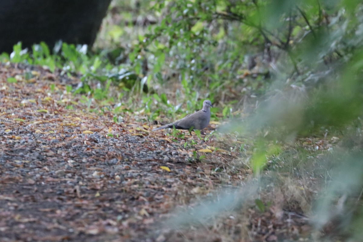 Eurasian Collared-Dove - ML624063835