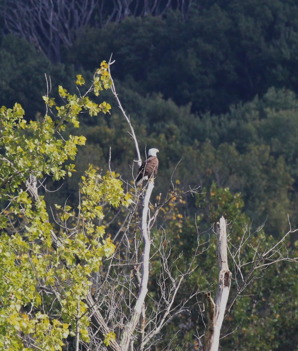 Bald Eagle - ML624063837