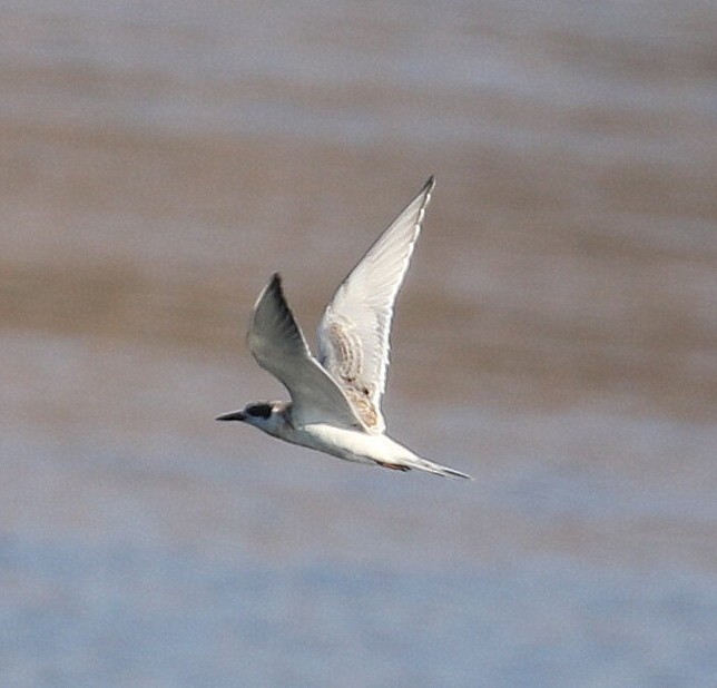 Forster's Tern - ML624063842