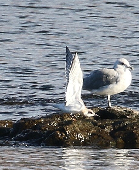 Forster's Tern - ML624063843