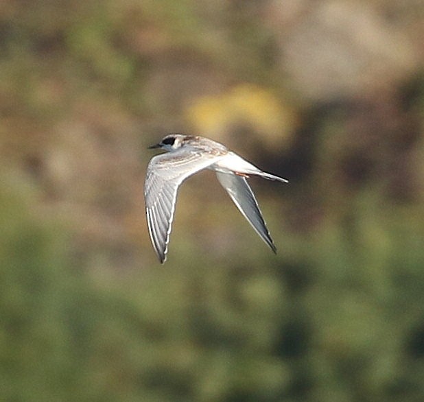 Forster's Tern - ML624063844