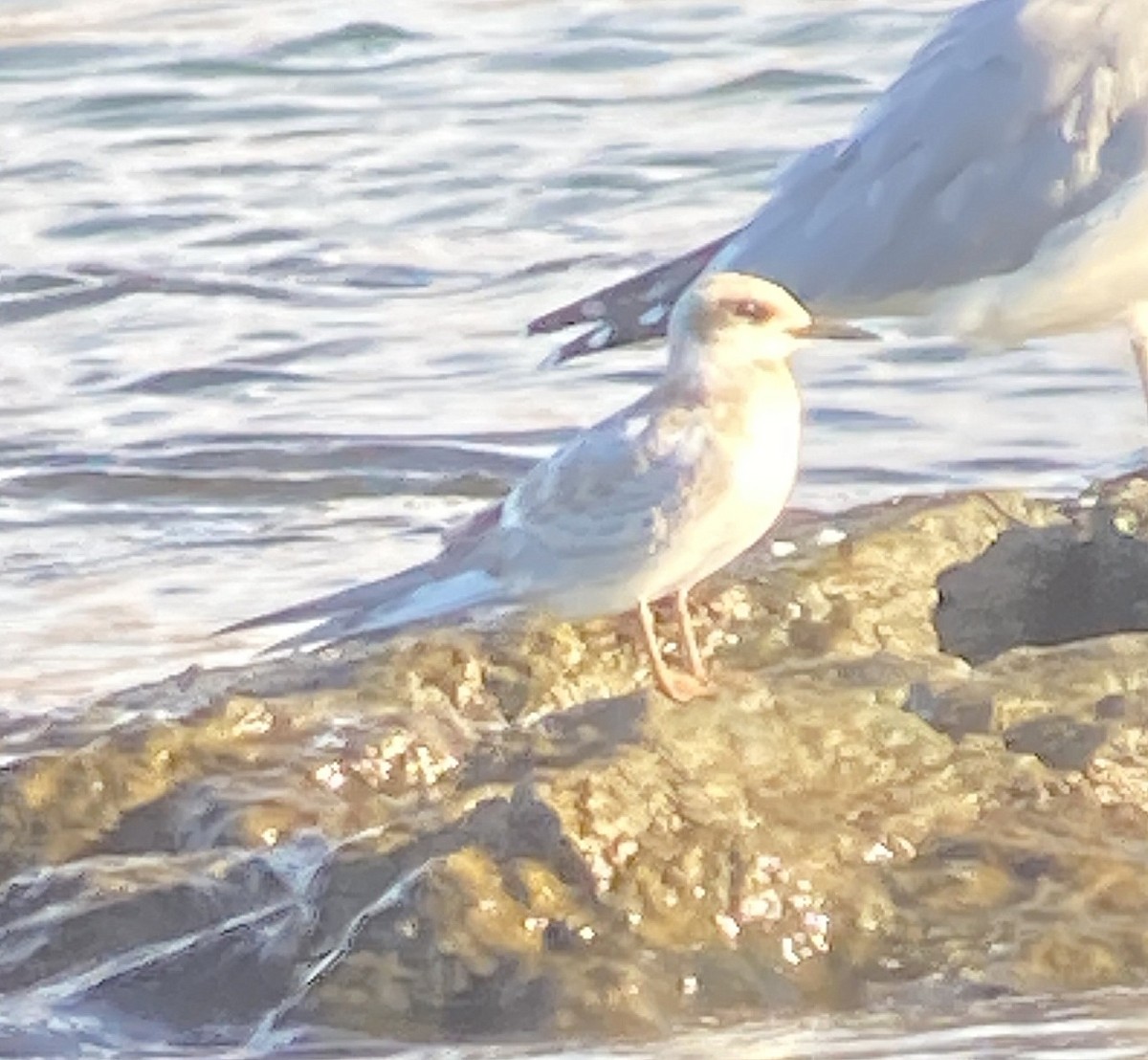 Forster's Tern - ML624063845