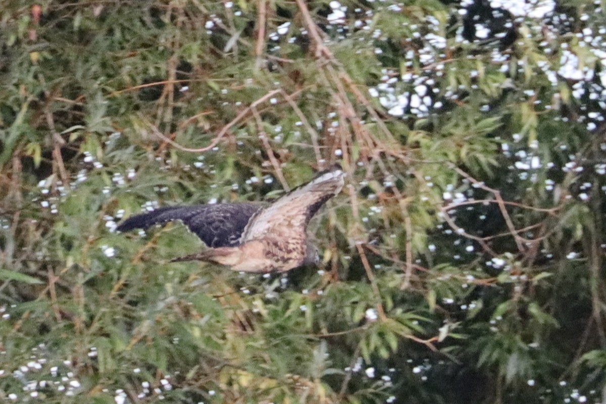 Red-tailed Hawk - ML624063849