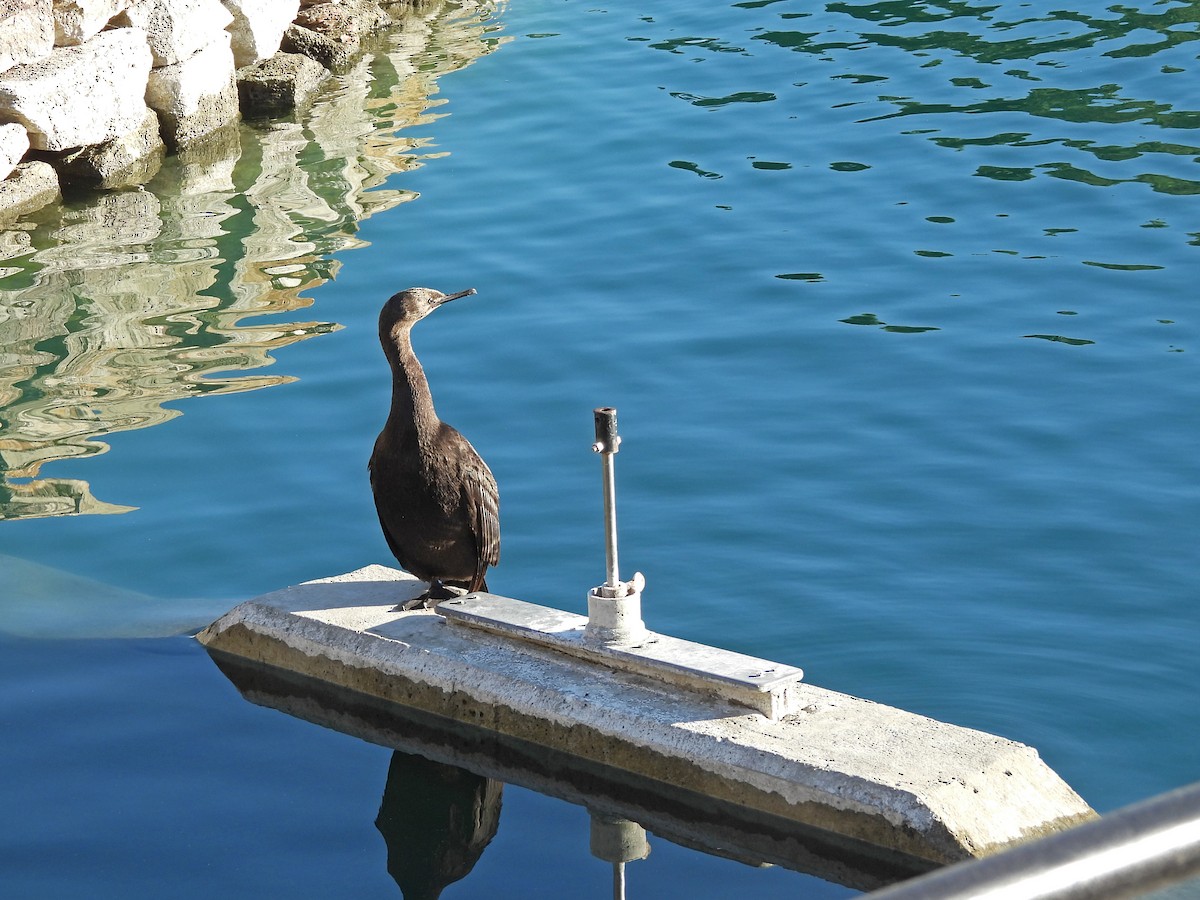 Pelagic Cormorant - ML624063852