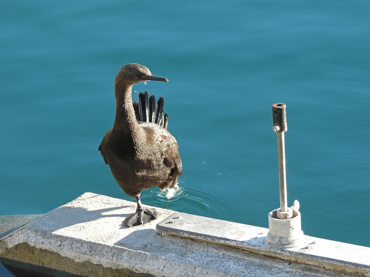 Pelagic Cormorant - ML624063853