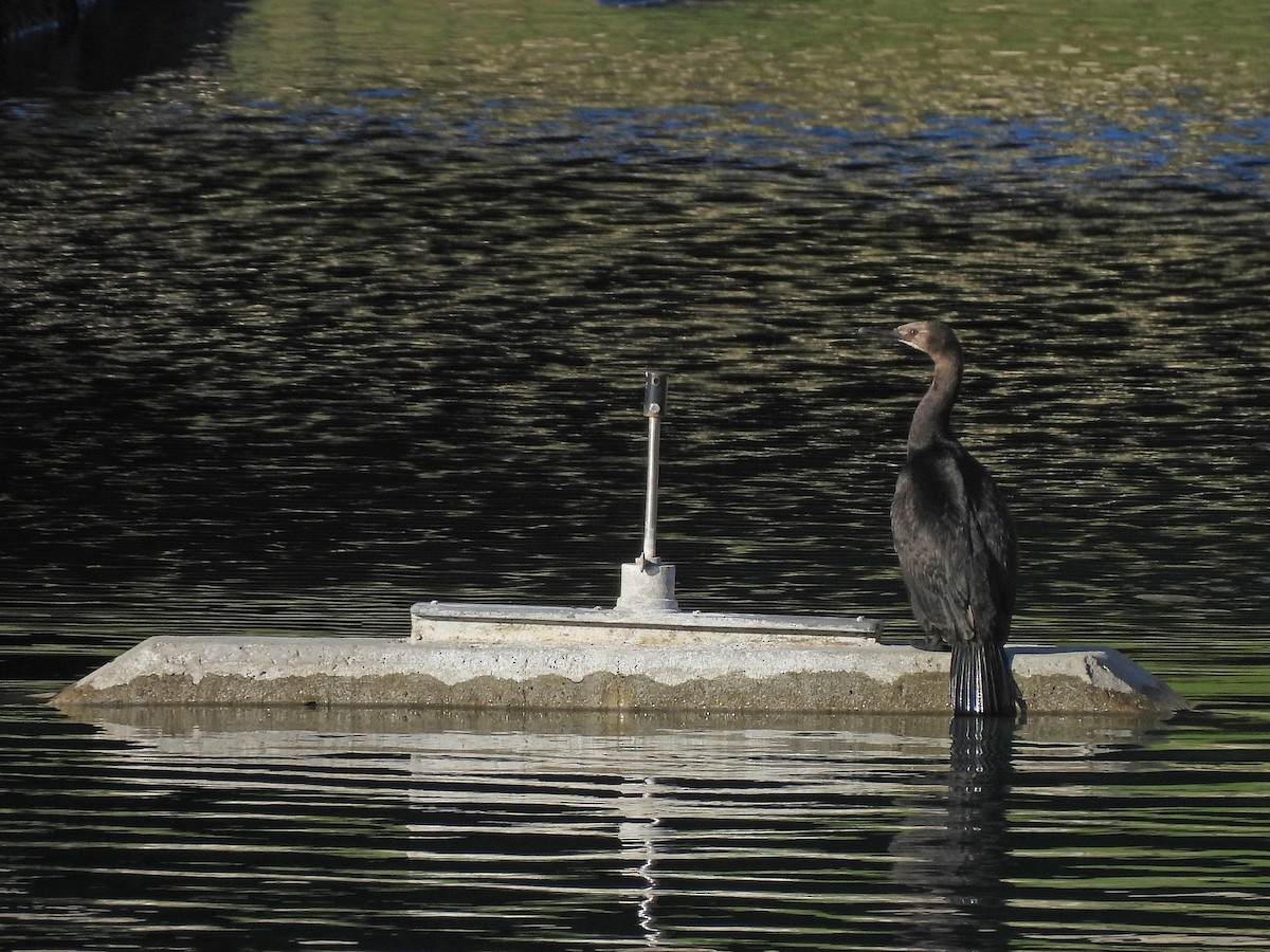 Pelagic Cormorant - ML624063854