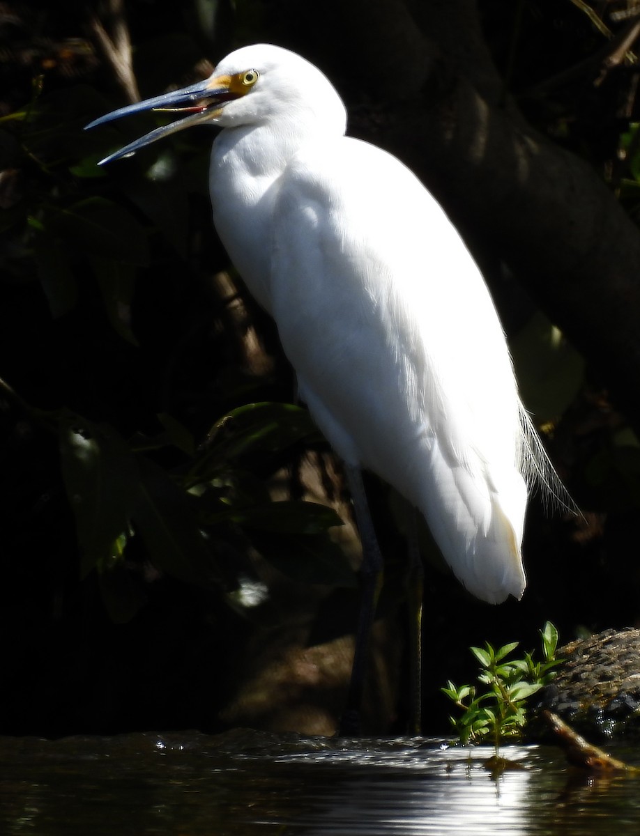 Little Egret - ML624063861