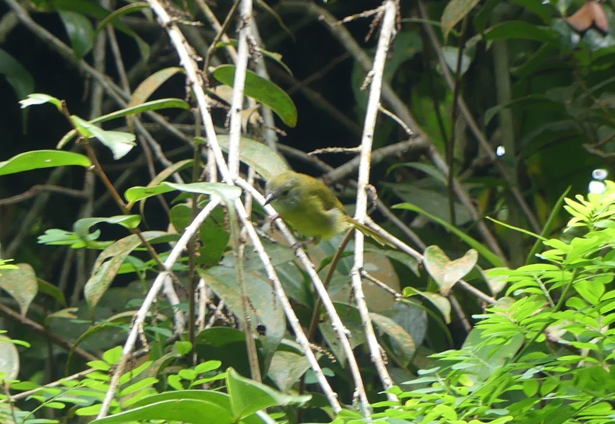 White-winged Tanager - ML624063862