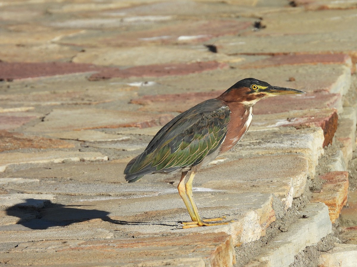 Green Heron - ML624063863