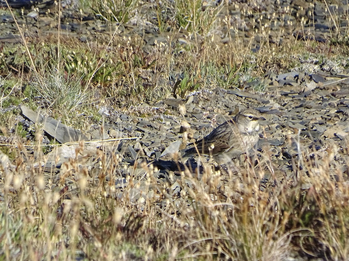 Horned Lark - ML624063866