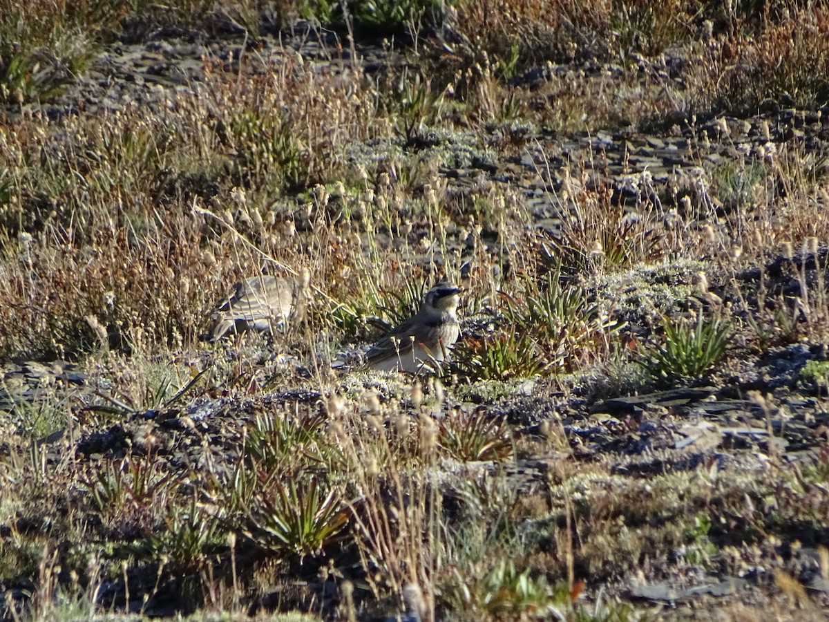 Horned Lark - ML624063867