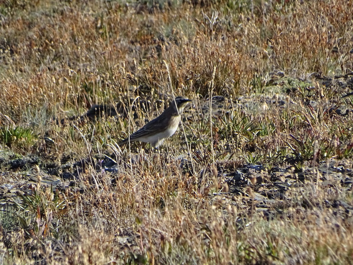 Horned Lark - ML624063868