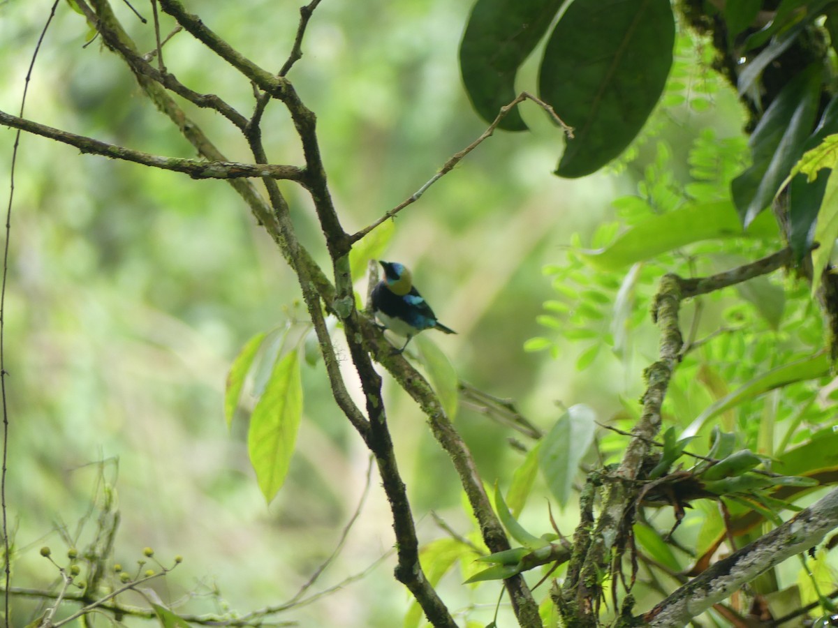 Golden-hooded Tanager - ML624063869