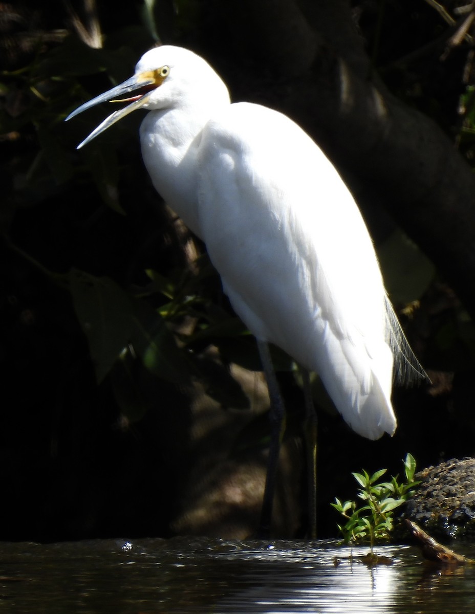 Little Egret - ML624063870