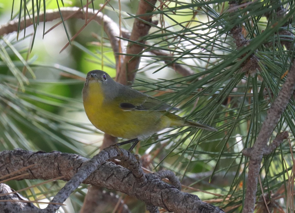 Nashville Warbler - ML624063873