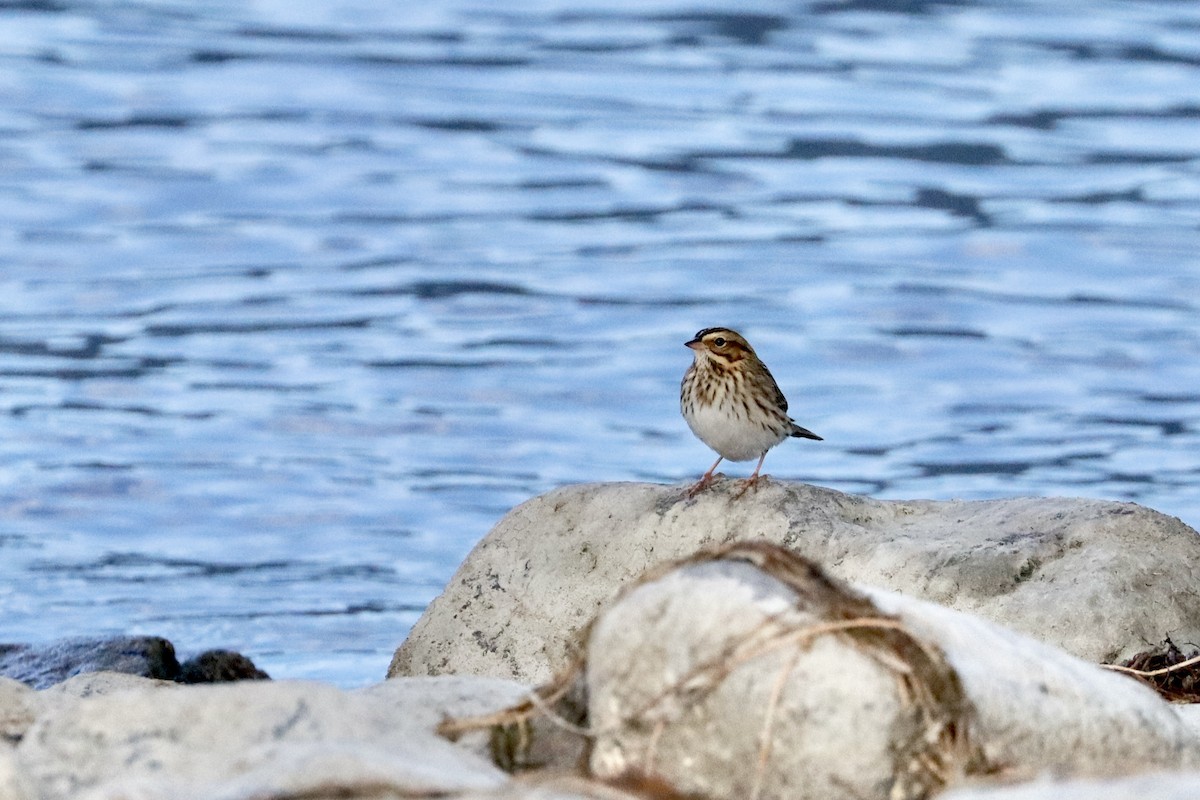 Savannah Sparrow - ML624063874