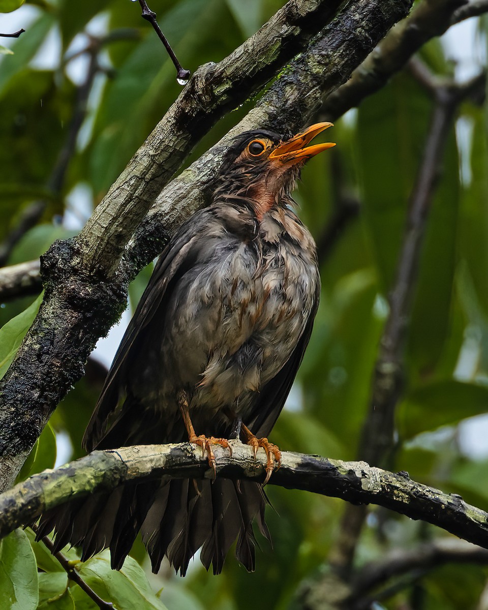 Indian Blackbird - ML624063882