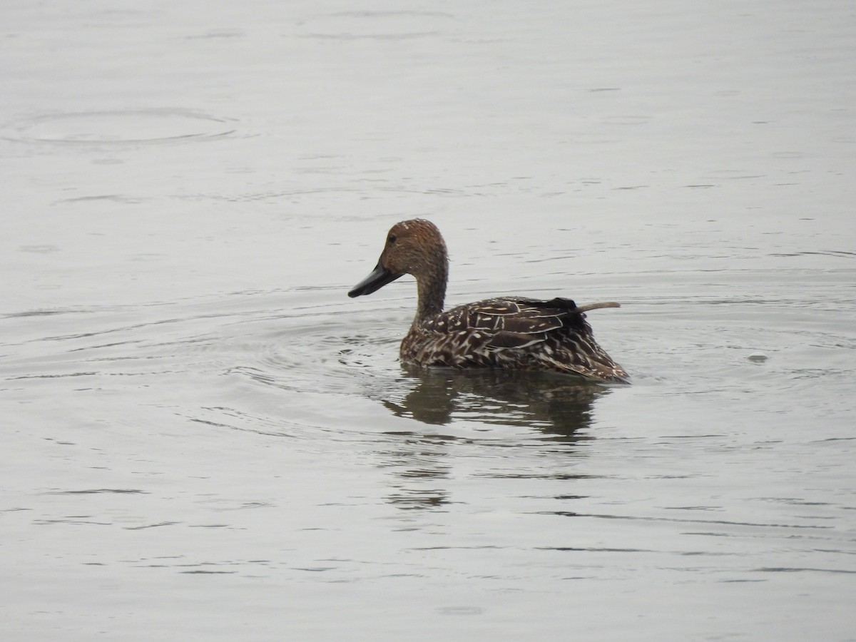 Northern Pintail - ML624063885