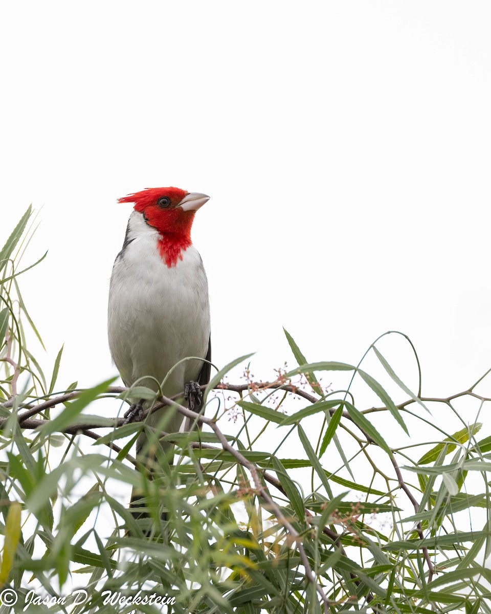 Red-crested Cardinal - ML624063888