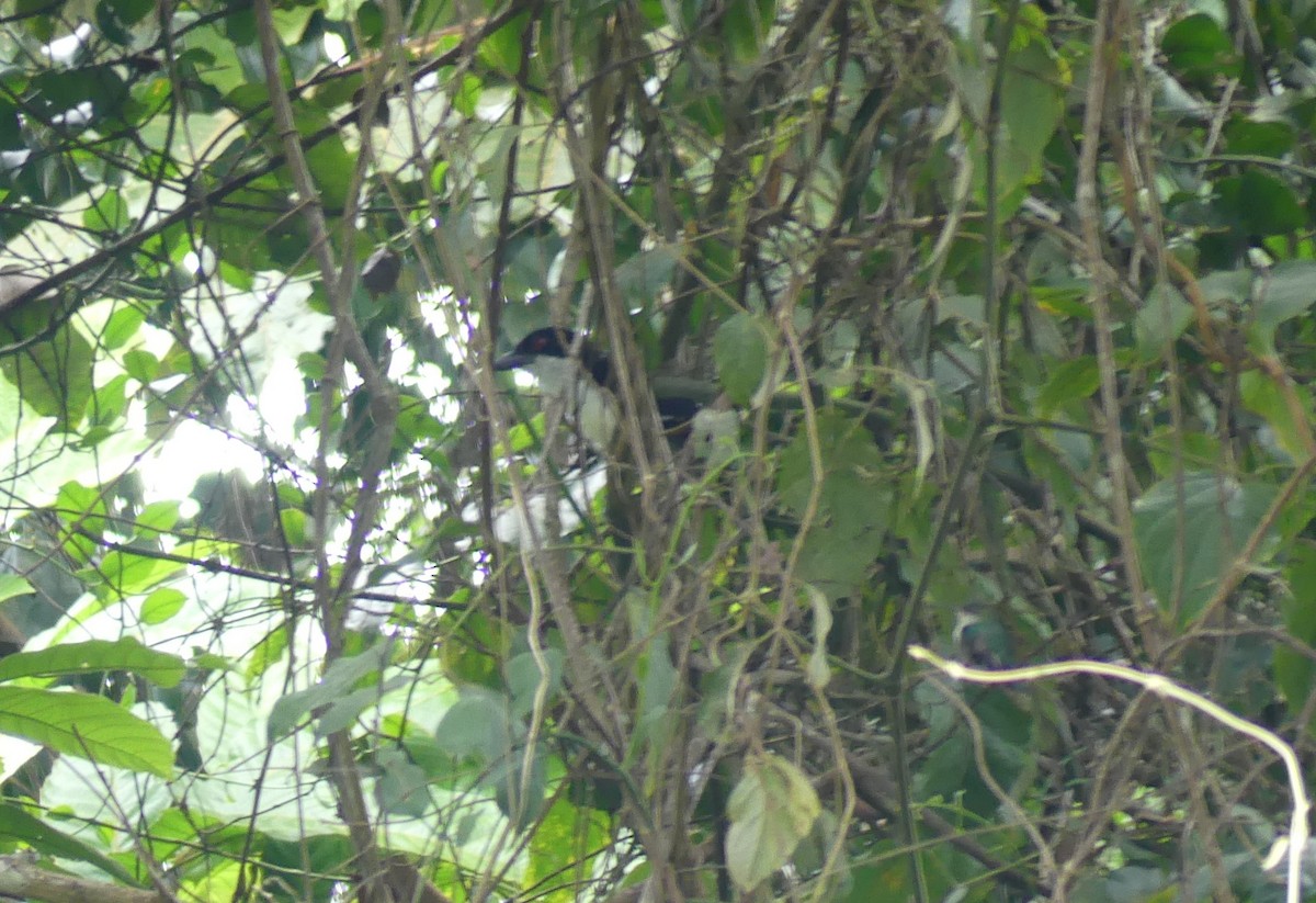 Great Antshrike - ML624063889