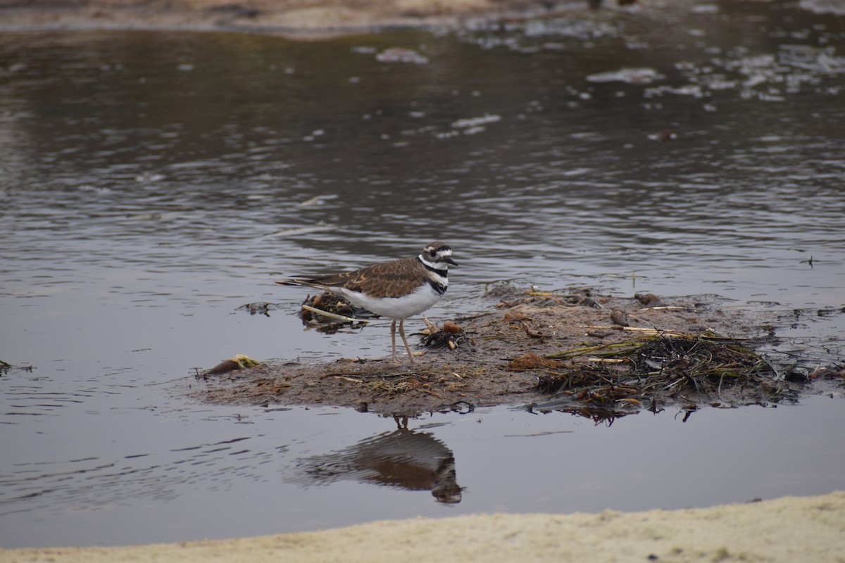 Killdeer - ML624063894