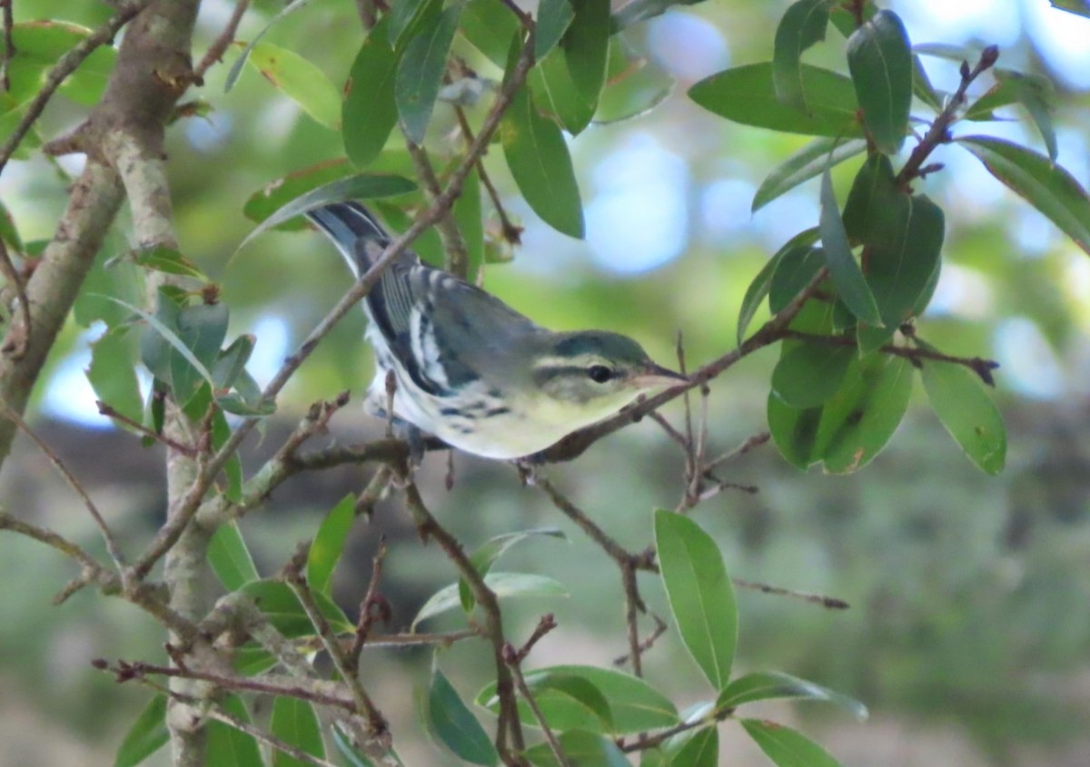 Cerulean Warbler - ML624063896