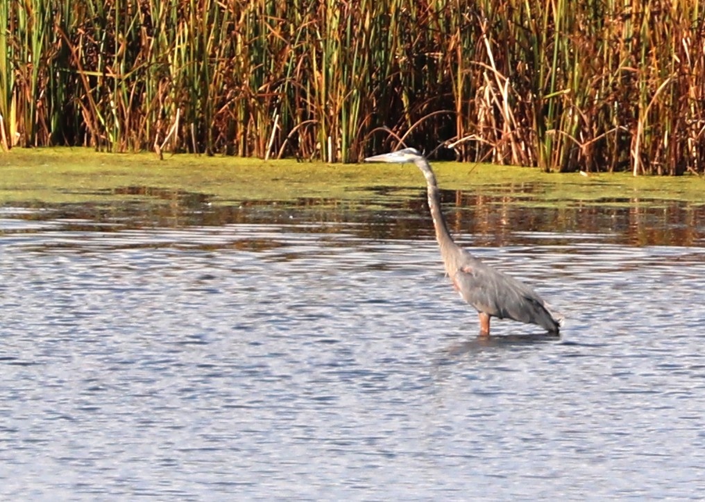 Great Blue Heron - ML624063899