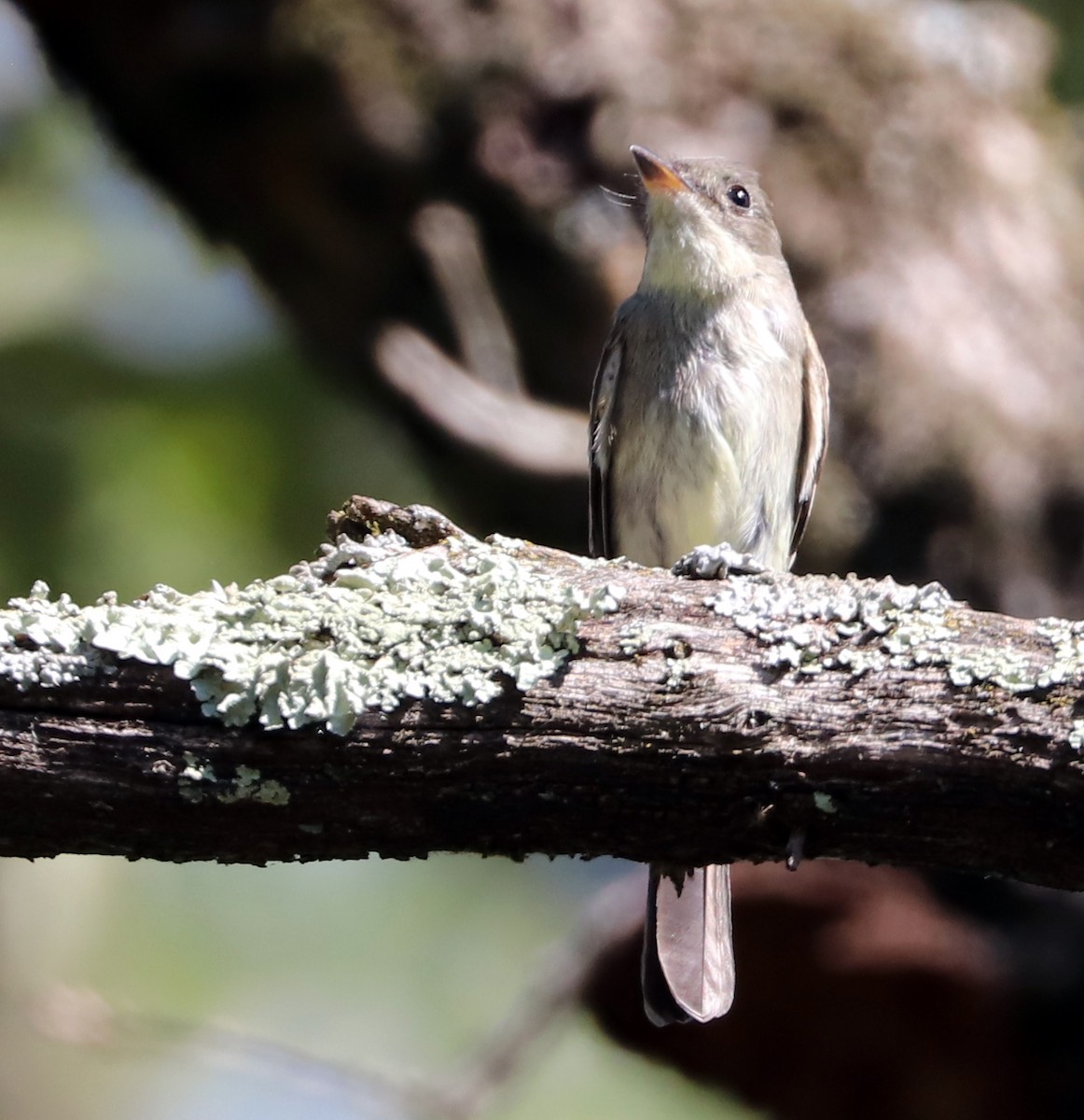 Eastern Wood-Pewee - ML624063902