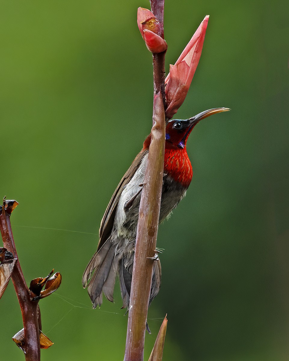 Graubauch-Nektarvogel - ML624063903