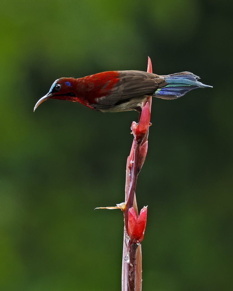 Graubauch-Nektarvogel - ML624063904