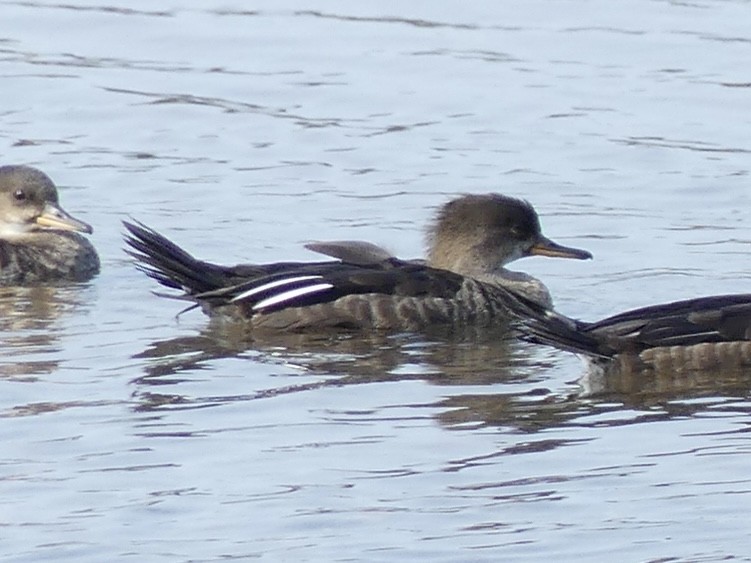 Hooded Merganser - ML624063906