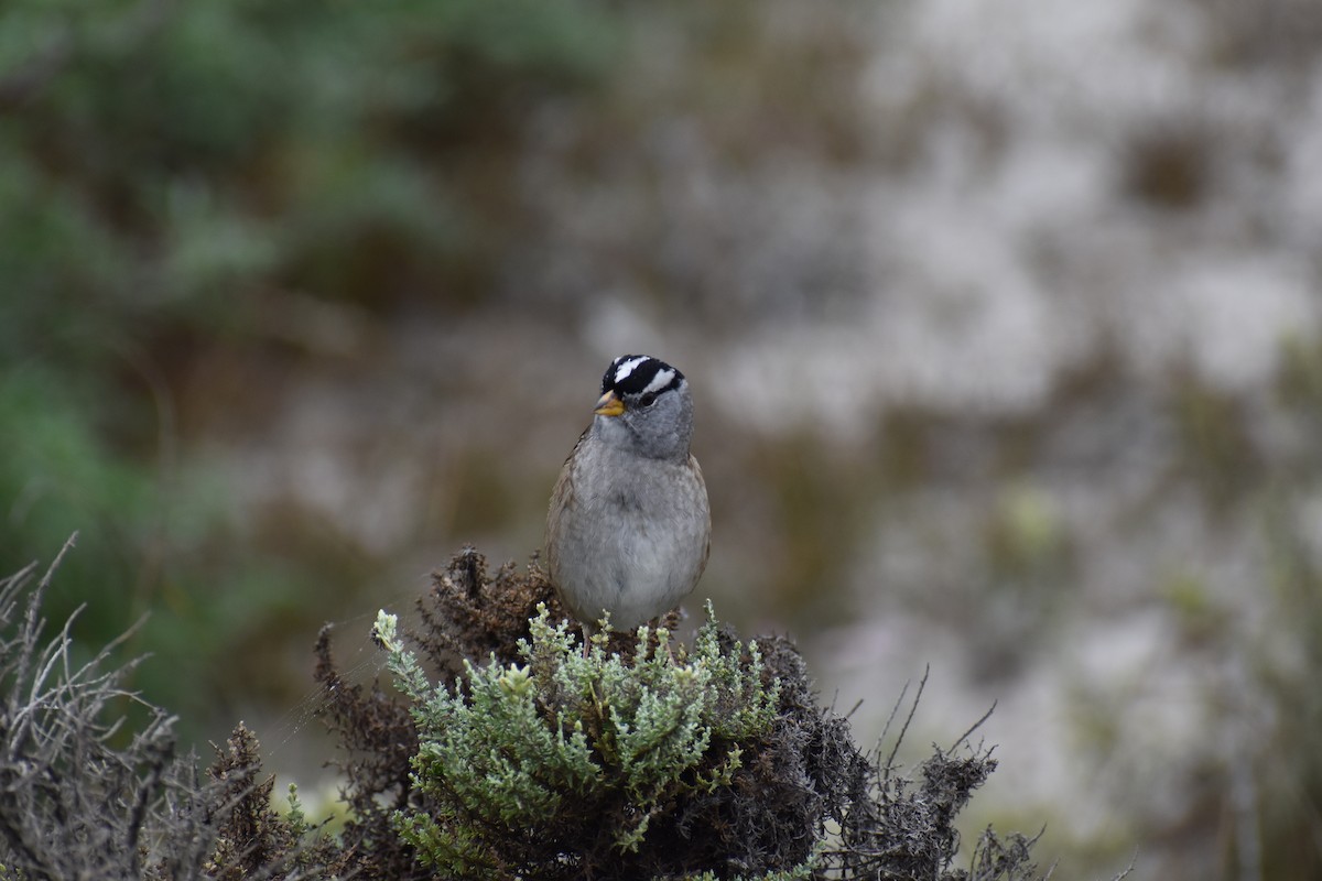 White-crowned Sparrow - Rabecca Lausch