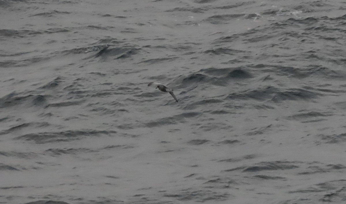 Mottled Petrel - ML624063914