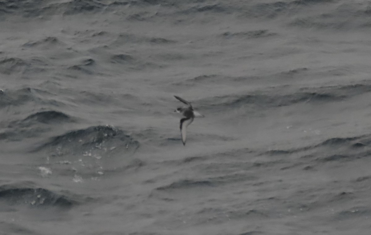 Mottled Petrel - ML624063915