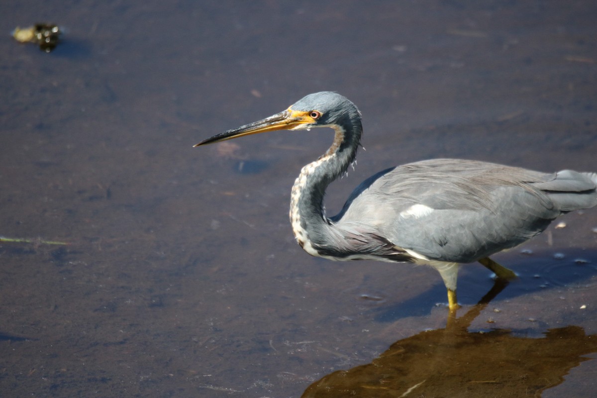 Tricolored Heron - Kelly Krechmer