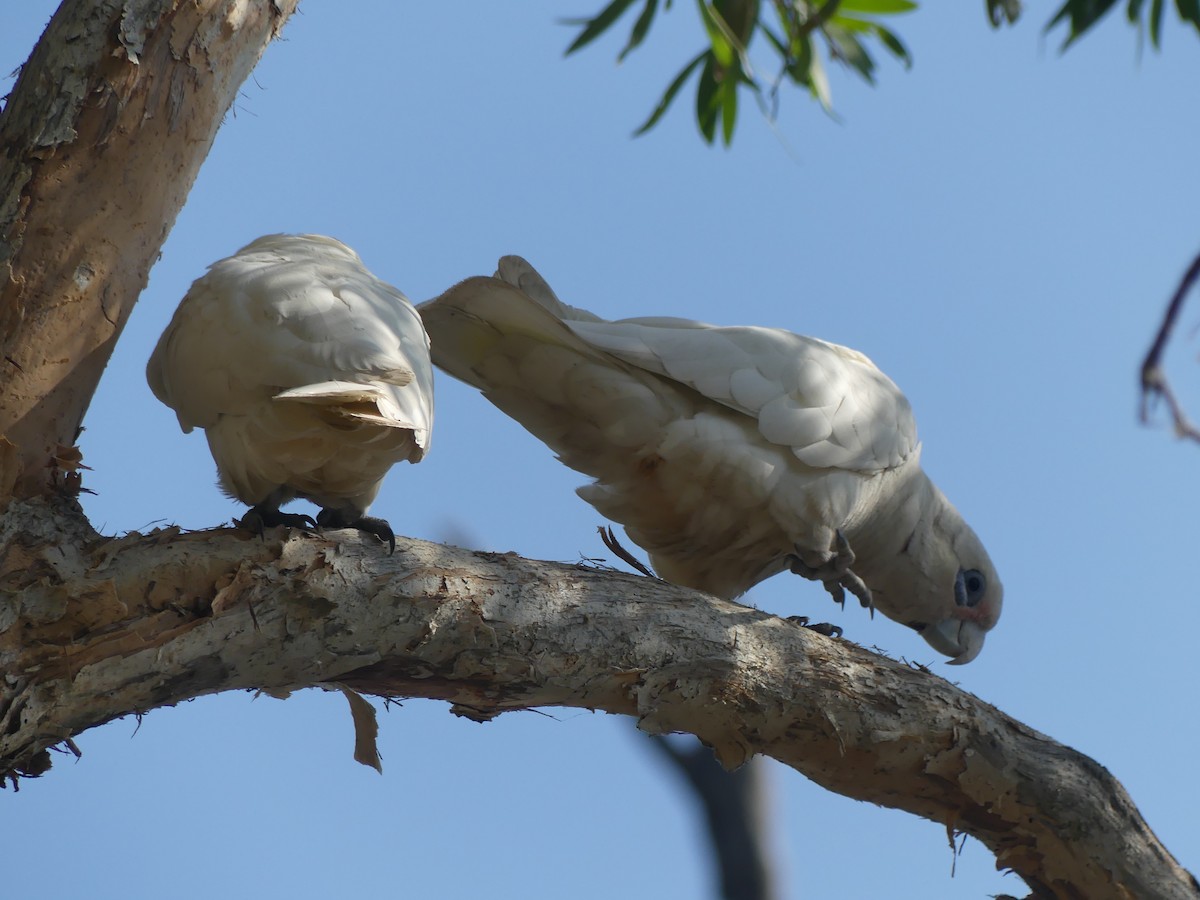 Cacatoès corella - ML624063935